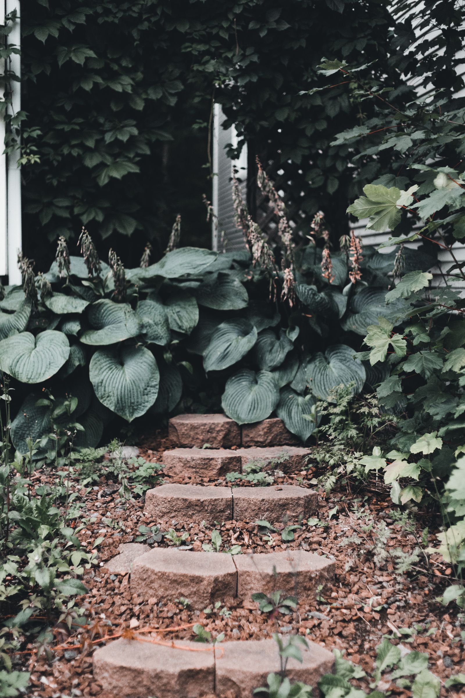 Stone steps climbing through a bed of large-leaf hostas beside a house