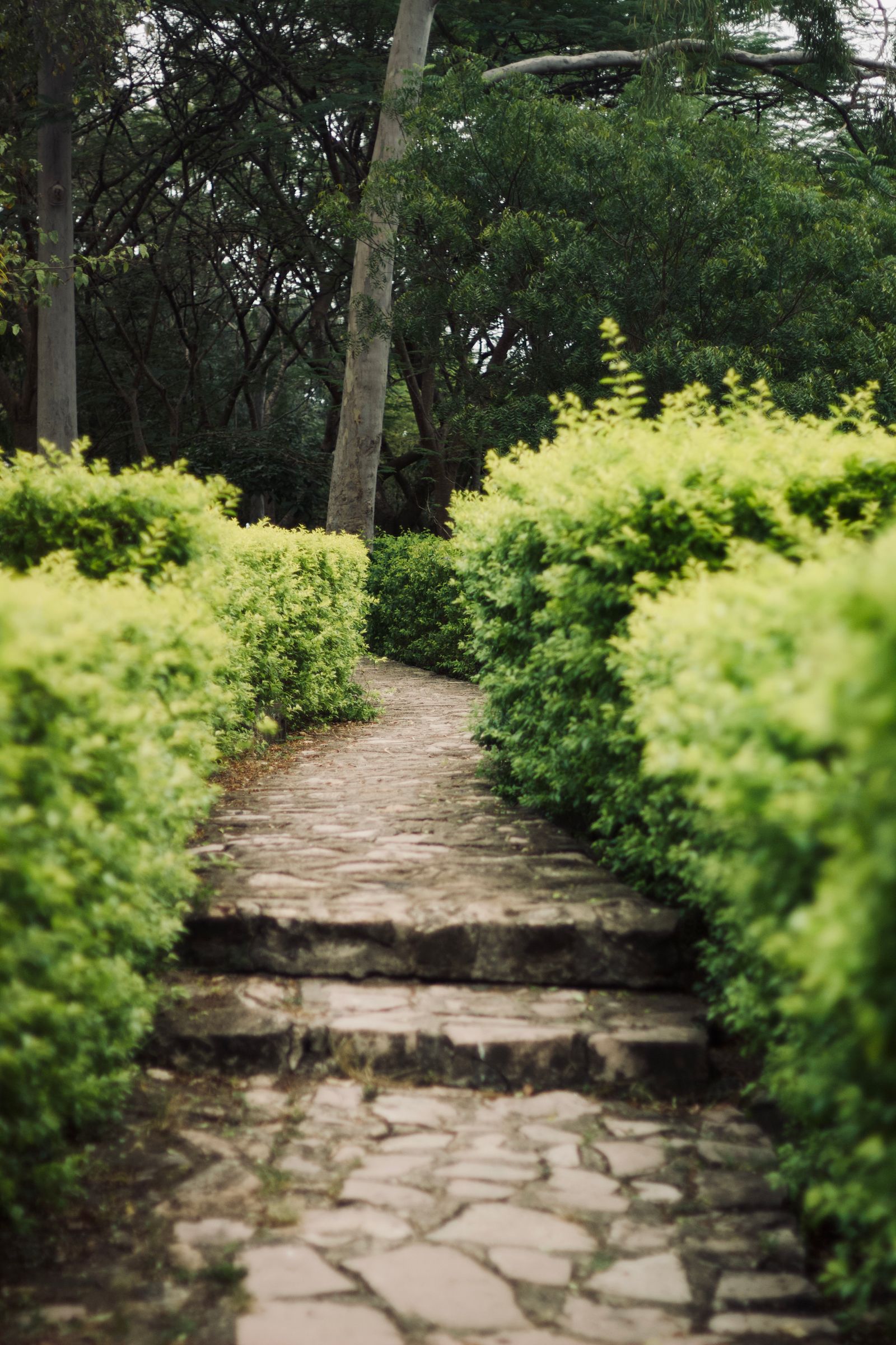 A flagstone path with two broad steps running between clipped green hedges under tall trees